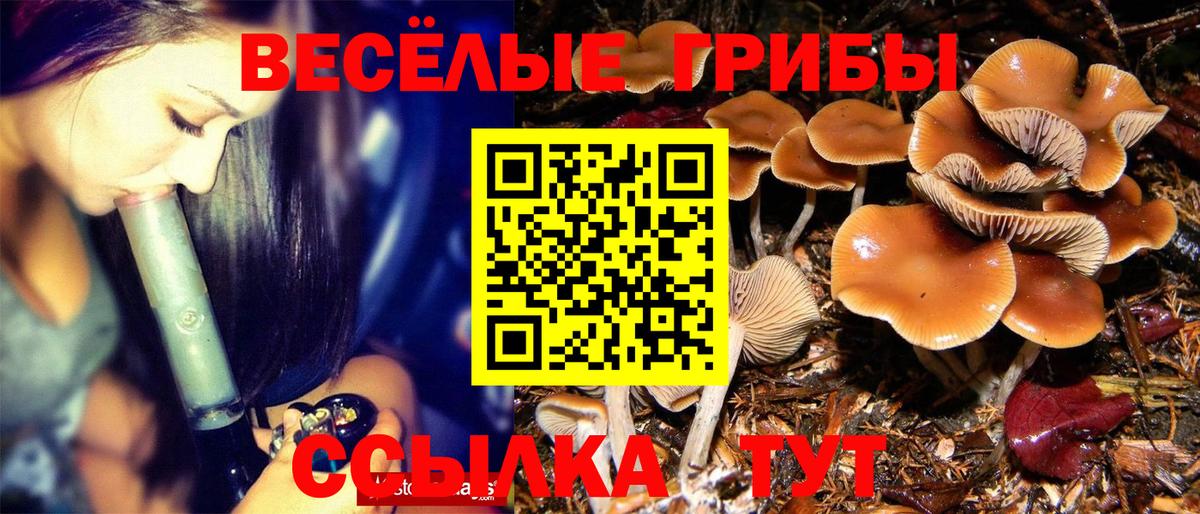 Галлюциногенные грибы Psilocybe Гатчина